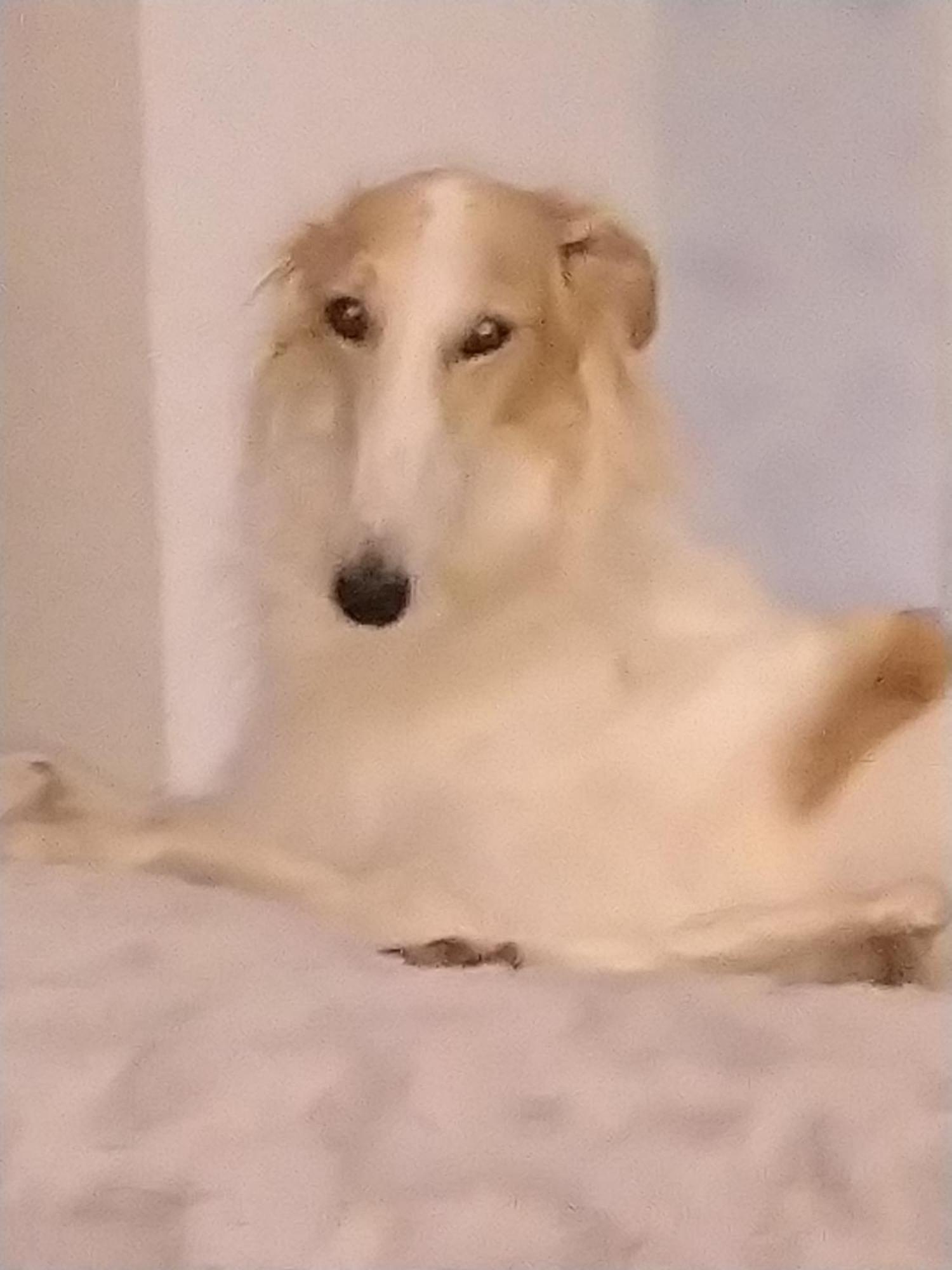 Bed and Breakfast Swiss Borzoi House à Vully-les-Lacs Extérieur photo