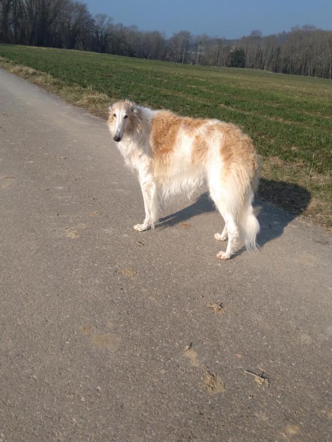 Bed and Breakfast Swiss Borzoi House à Vully-les-Lacs Extérieur photo