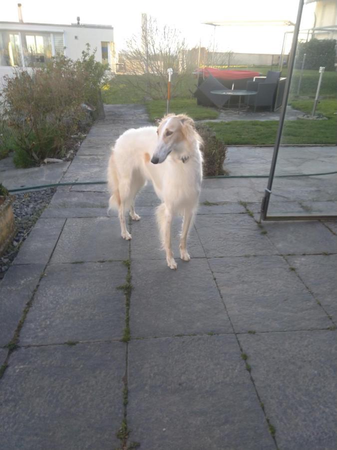 Bed and Breakfast Swiss Borzoi House à Vully-les-Lacs Extérieur photo