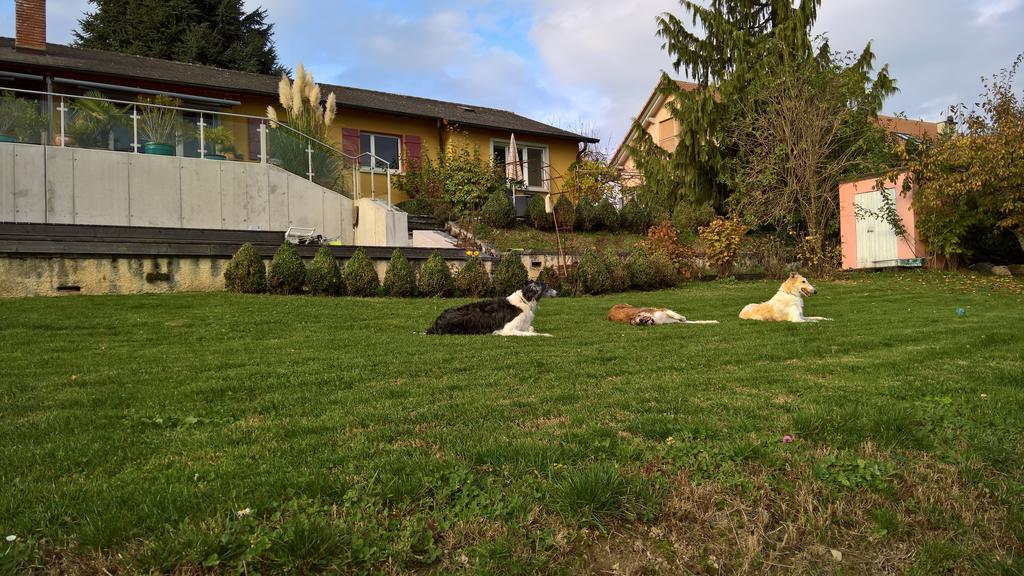 Bed and Breakfast Swiss Borzoi House à Vully-les-Lacs Extérieur photo