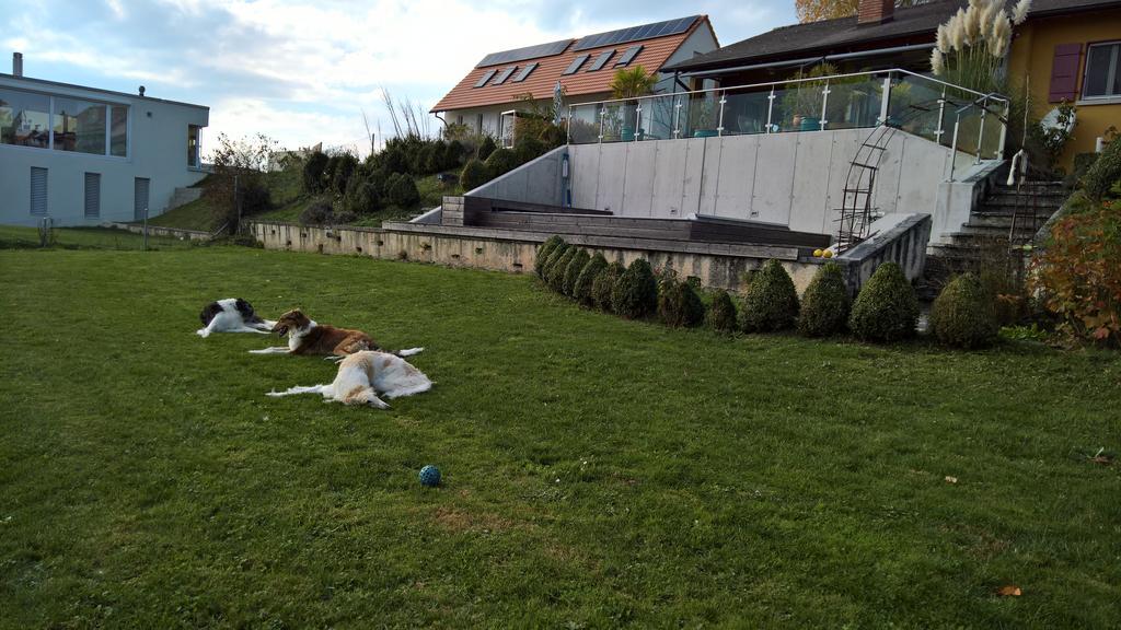 Bed and Breakfast Swiss Borzoi House à Vully-les-Lacs Extérieur photo