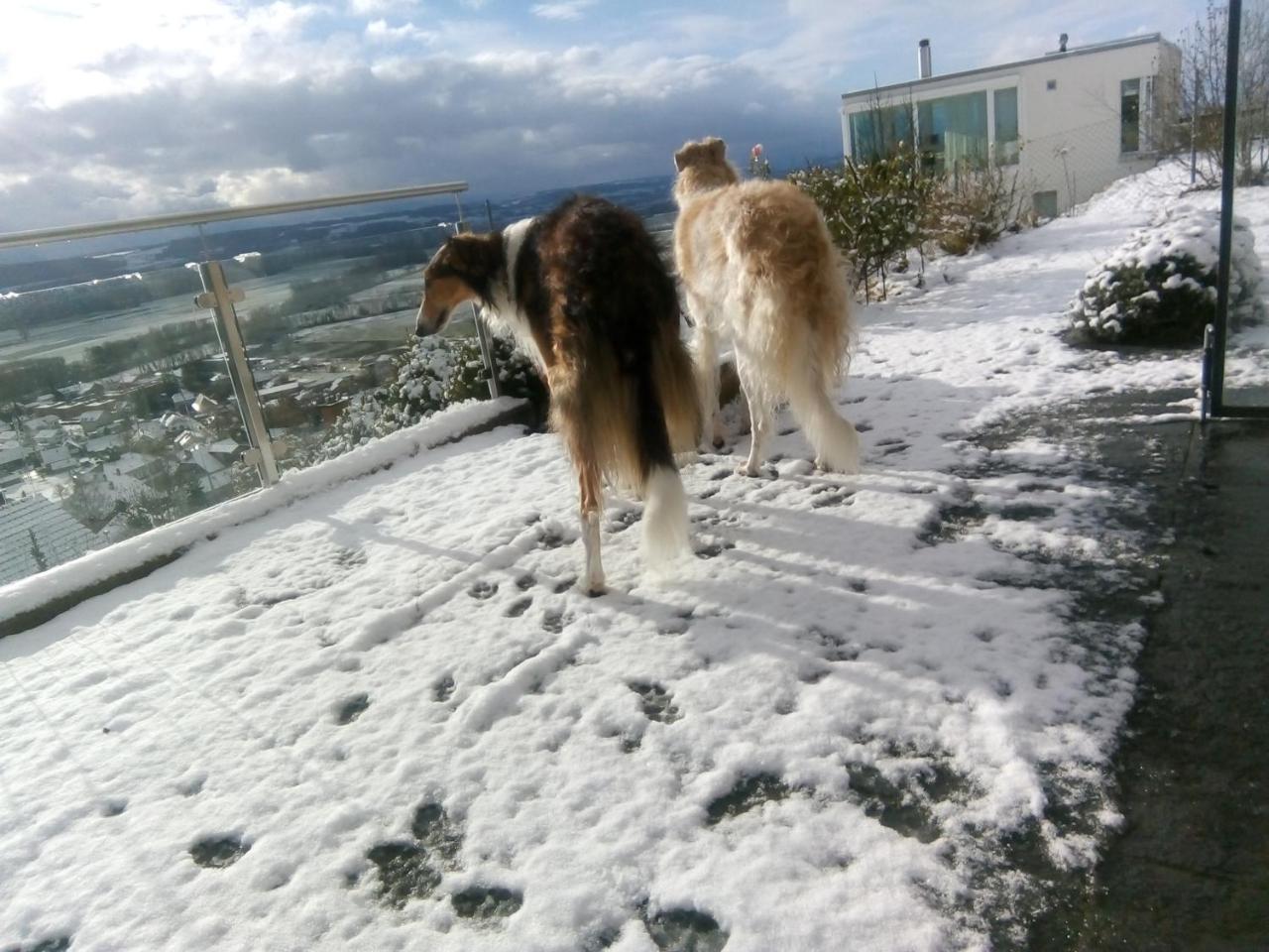 Bed and Breakfast Swiss Borzoi House à Vully-les-Lacs Extérieur photo