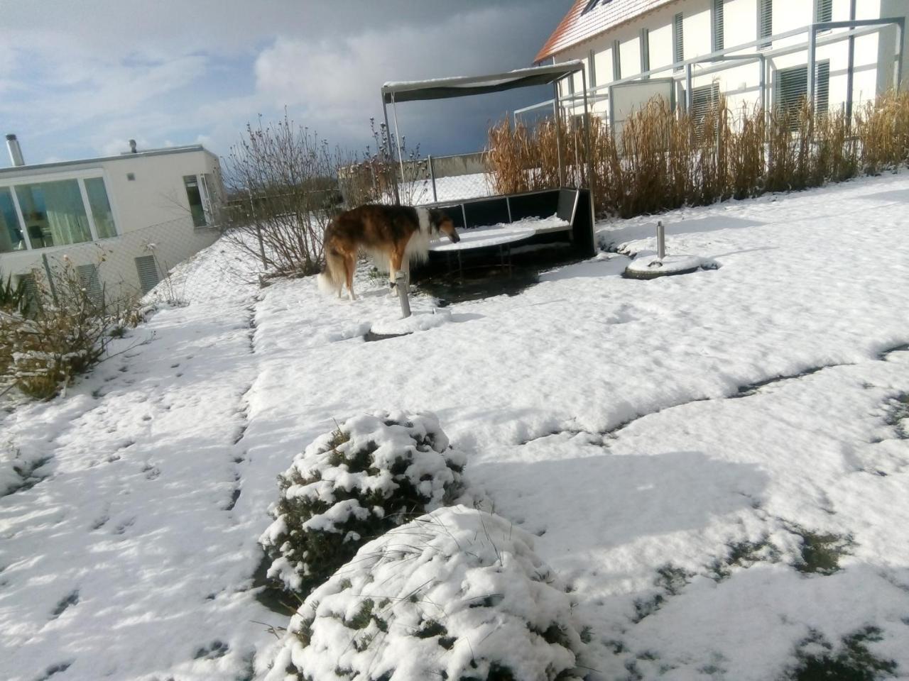 Bed and Breakfast Swiss Borzoi House à Vully-les-Lacs Extérieur photo