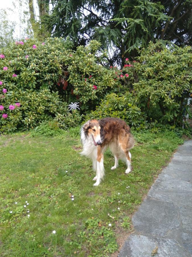 Bed and Breakfast Swiss Borzoi House à Vully-les-Lacs Extérieur photo